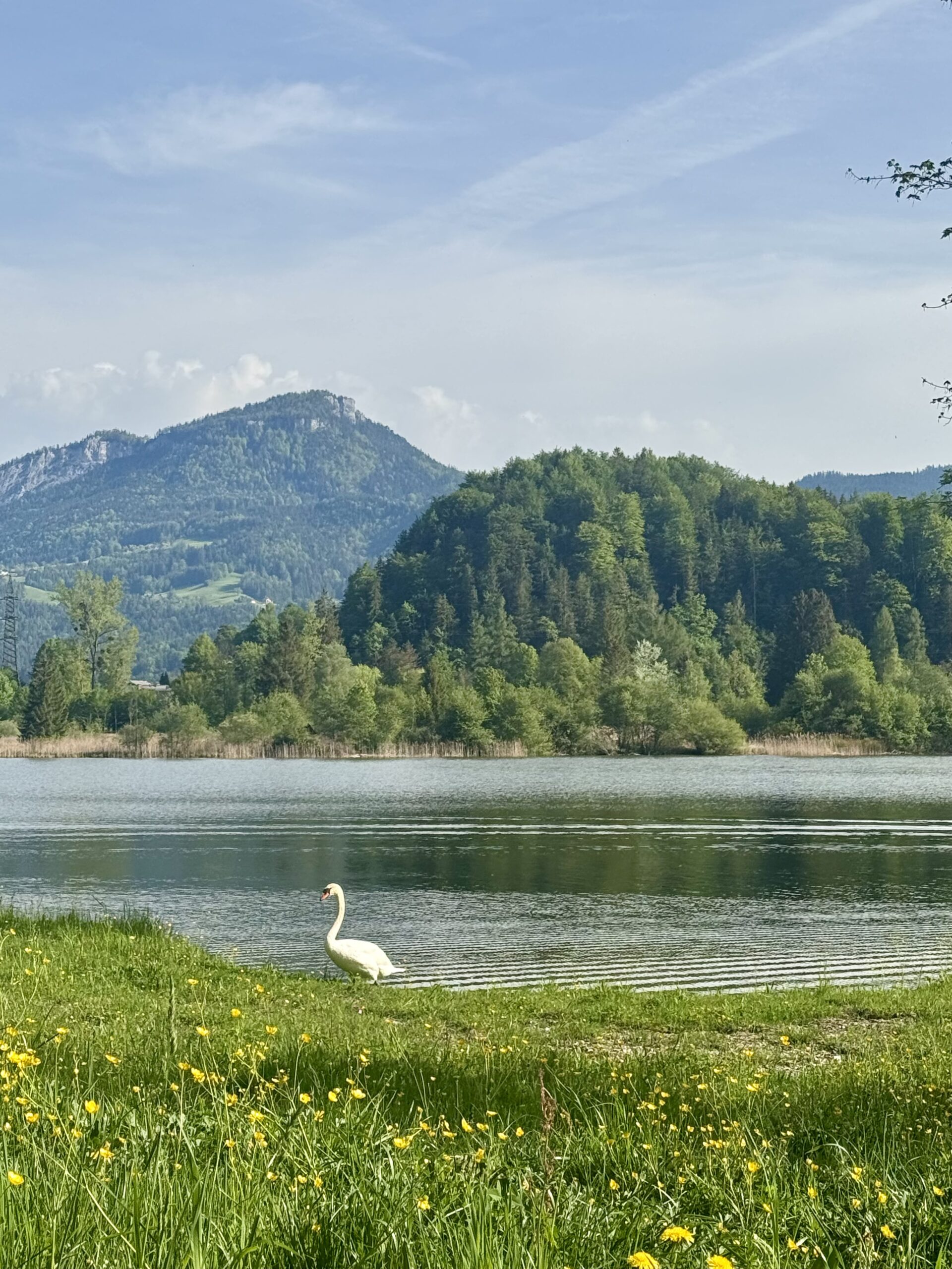 Schwan Schwan