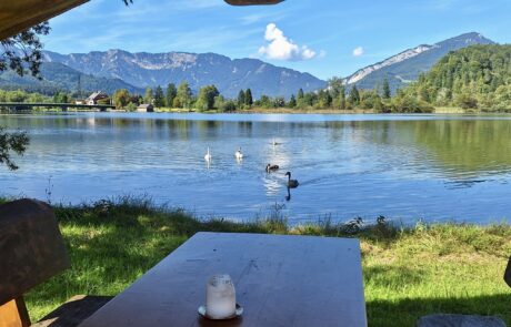 Schwäne am Hallstättersee