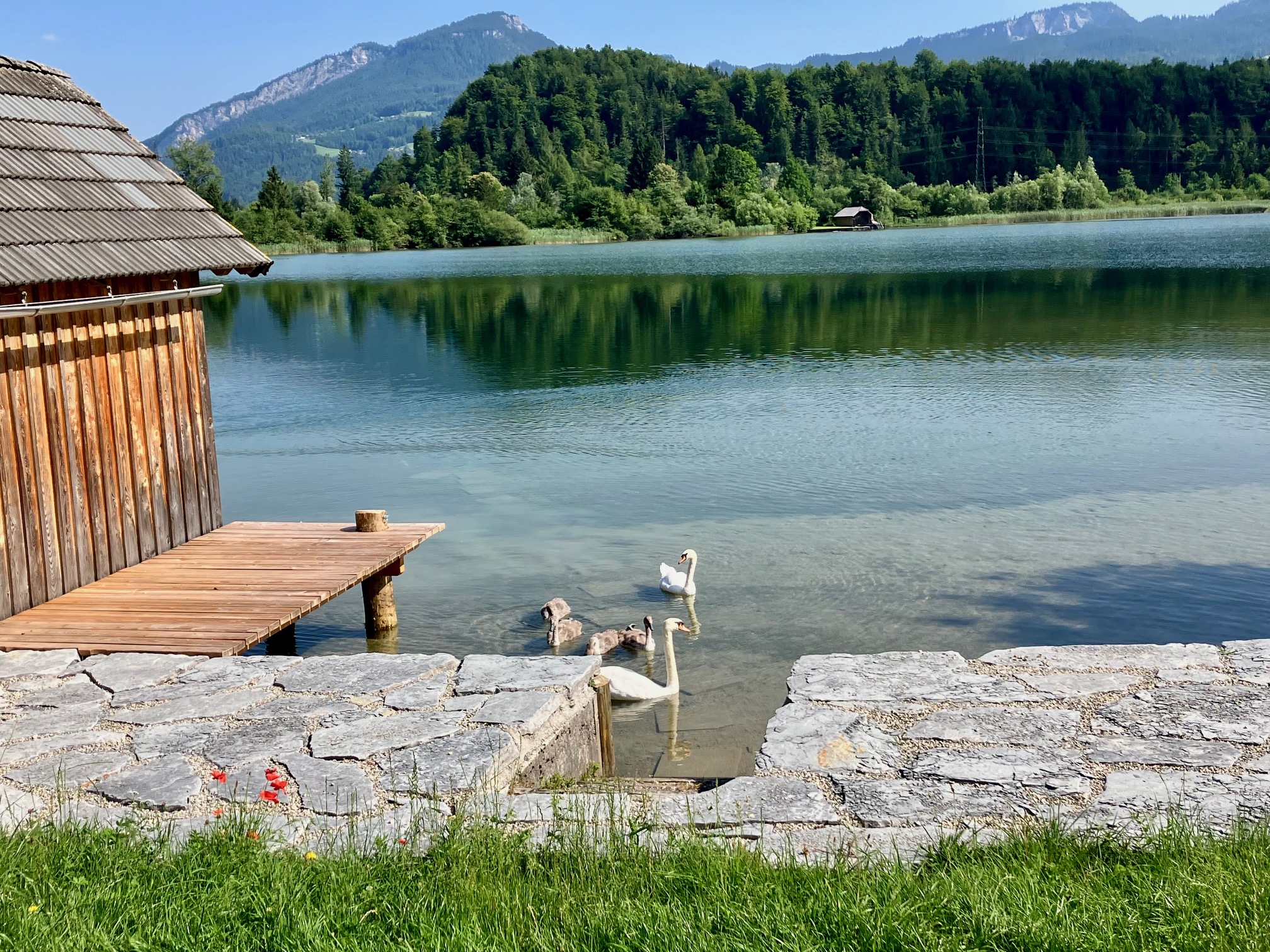 Steg Schwäne Sommer